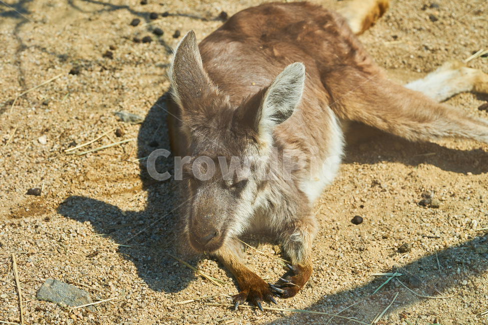 어린이대공원,동물원,동물,왈라비,캥거루,누워있는,park,animal,zoo,공원,wallaby,동물,animal,포유류,mammal