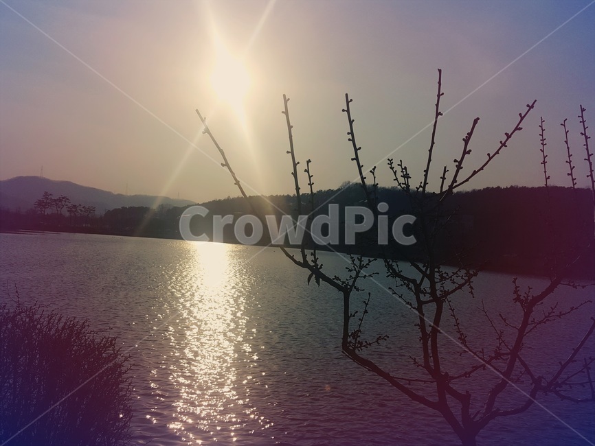 강,나무,땅거미,river,tree