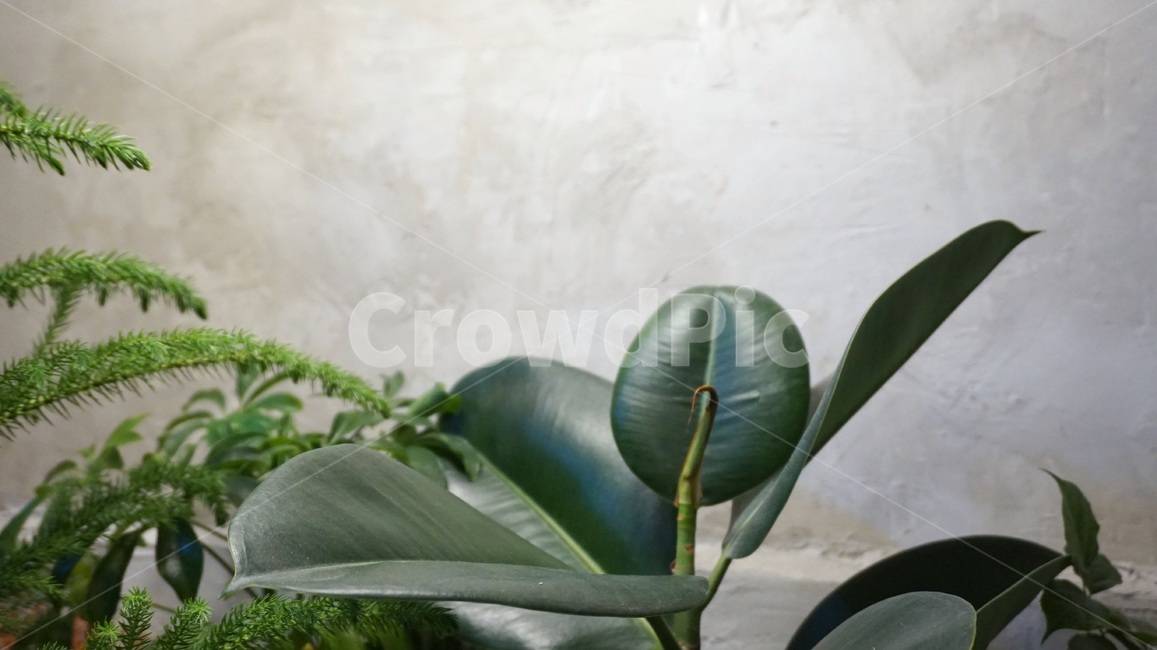 식물,그린,미세먼지,나무,plant,식물,자연,plants,nature