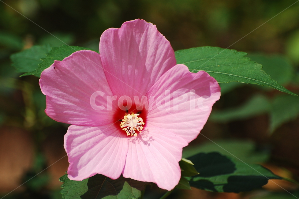 무궁화,꽃,대한민국,plant,hibiscus,식물,자연,plants,nature,꽃,flower