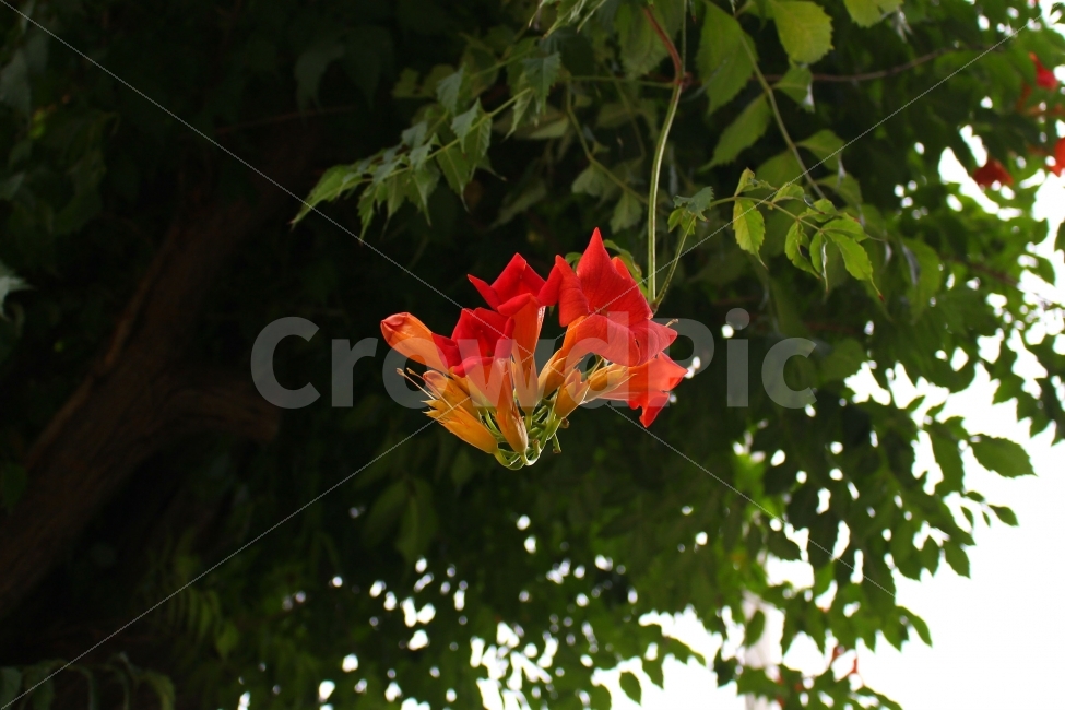 자연,풍경사진,꽃,능소화,감성사진,색감,자연사진,여름,flower,식물,자연,plants,nature,꽃,flower