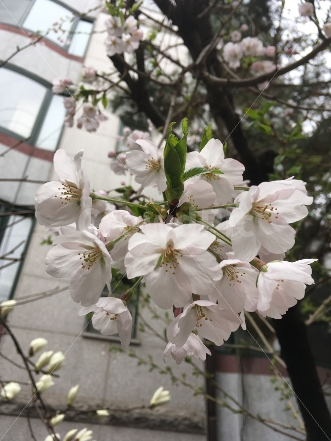꽃,식물,이름모르는꽃,예쁜꽃,flower,식물,자연,plants,nature,봄,계절,spring,season,꽃,flower,plant,blossom
