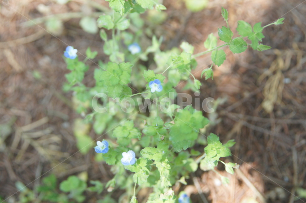 plant,식물,flower,wildflower,blue,식물,자연,plants,nature,꽃,flower