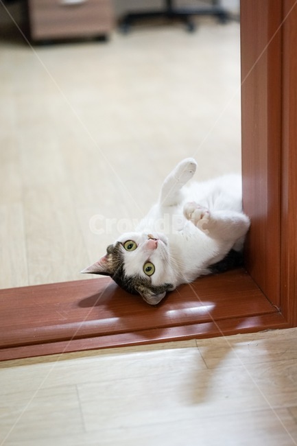 고양이,동물,애완동물,야옹이,코숏,동물,animal,포유류,mammal,고양이,cat,kitten,kitty