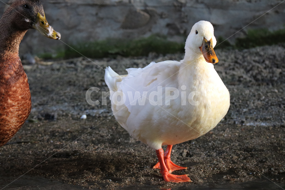 오리,집오리,흰오리,동물,새,조류,한마리,하얀오리,개천,강,서식지,동물,animal,조류,새,birds
