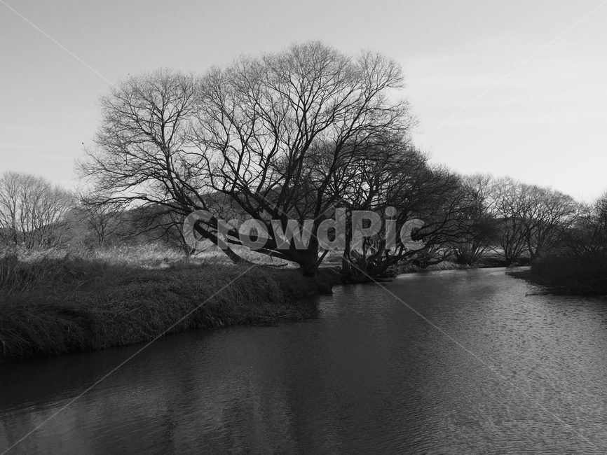 나무,연못,쓸쓸함,흑백사진,어두운,자연,풍경,nature,landscape,흑백,모노톤,monochrome,black and white,water,물,outdoors,옥외