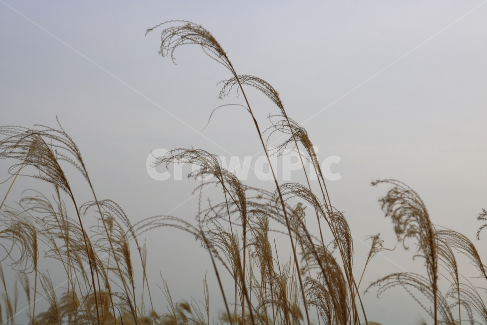 억새,풀,억새풀,식물,벼과,벼과식물,자연,풍경,두영,겨울,식물,자연,plants,nature