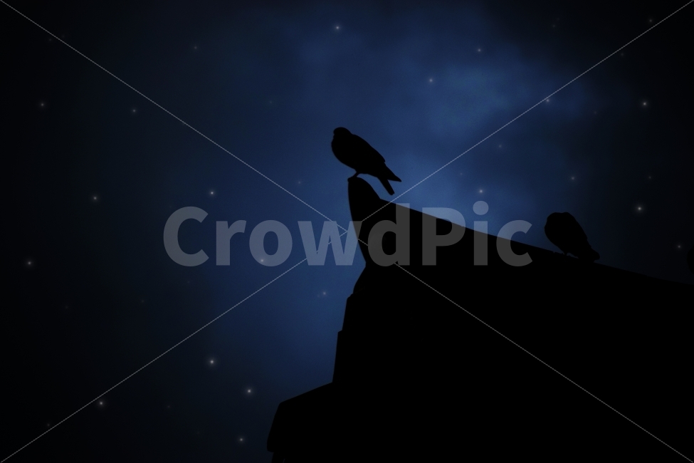 새,밤,별,합성,합성사진,감성,감성사진,동물,animal,조류,새,birds,실루엣,그림자,silhouette,shadow