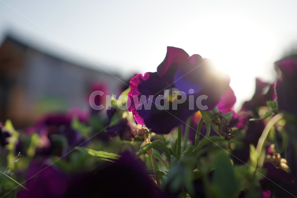꽃,식물,역광,매직아워,magichour,sunset,flower,식물,자연,plants,nature,꽃,flower
