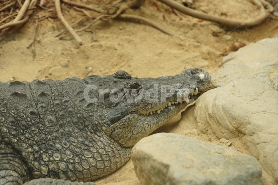 악어,동물,동물원,지친,지쳐있는,크로커다일,동물,animal,파충류,양서류,reptile,amphibian