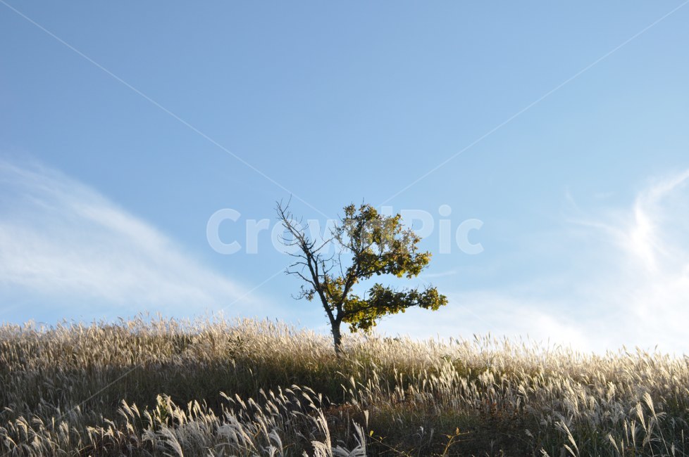 억새풀,나무,하늘,햇빛,합천,황매산,자연,풍경,nature,landscape,grass,잔디,plant,식물,field,들,grassland,목초지,outdoors,옥외,tree