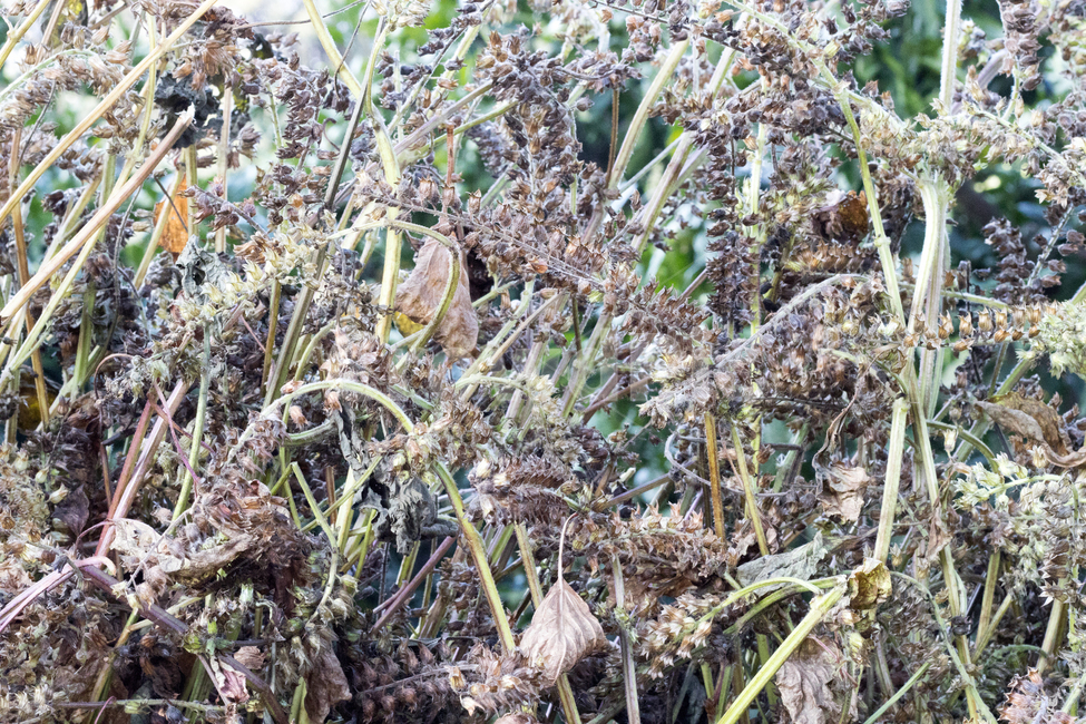 들깨,식물,plant,자연,nature
