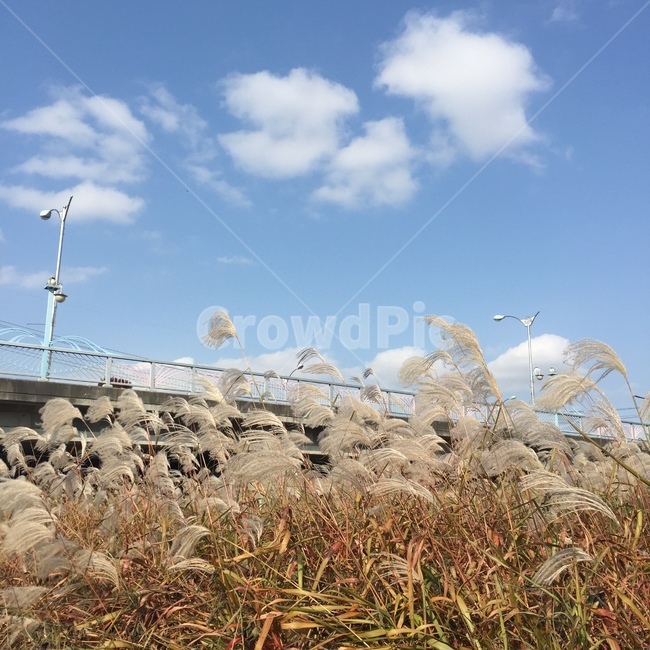 갈대,얻새,갈대밭,reed,flamegrass,silvergrass,가을,계절,fall,autumn,season,자연,풍경,nature,landscape,plant,식물,grass,잔디