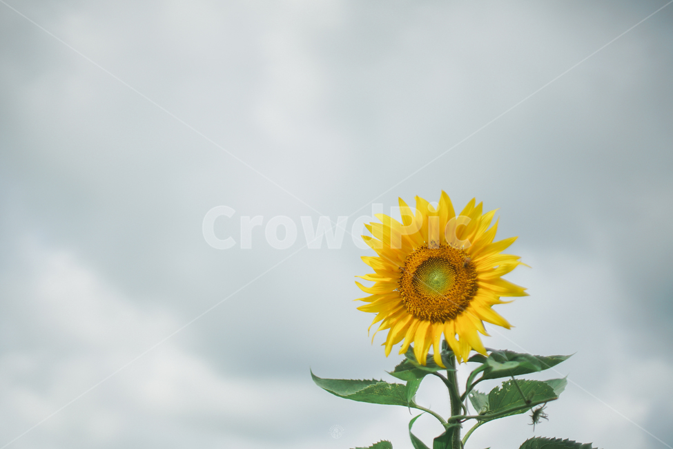 해바라기,하늘,여름꽃,여름,꽃,해바라기꽃,여름,계절,summer,season,자연,풍경,nature,landscape,식물,plants,꽃,flower,plant,blossom