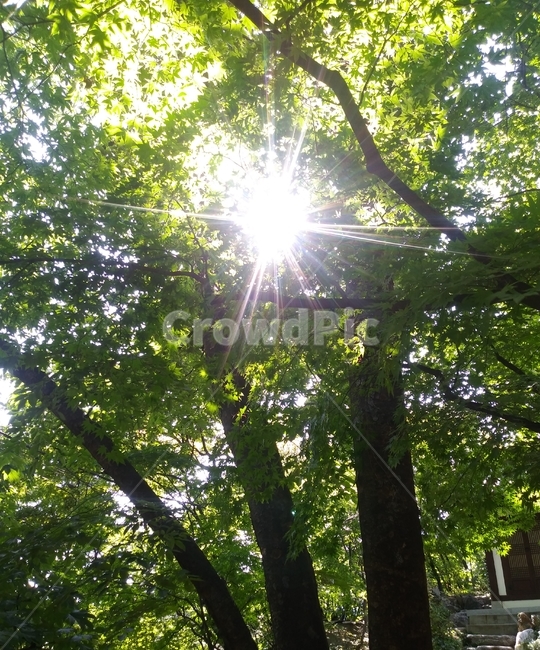 light,빛,숲,나무,forest,tree,mountain,힐링,등산,여름,summer