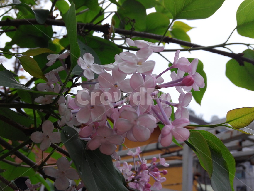 라일락,꽃,식물,봄,향기,봄꽃,흔한꽃,주변식물,식물,자연,plants,nature,꽃,flower