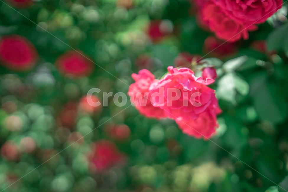 장미,하늘,분홍색,꽃잎,rose,싱그러운,식물,자연,plants,nature,꽃,flower