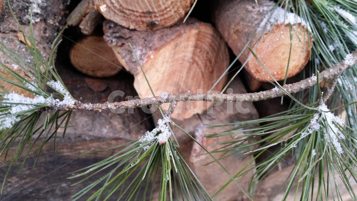 땔감,소나무,장작,나무,소나무가지,초록색,green,wood,brown,snow,branch,pine