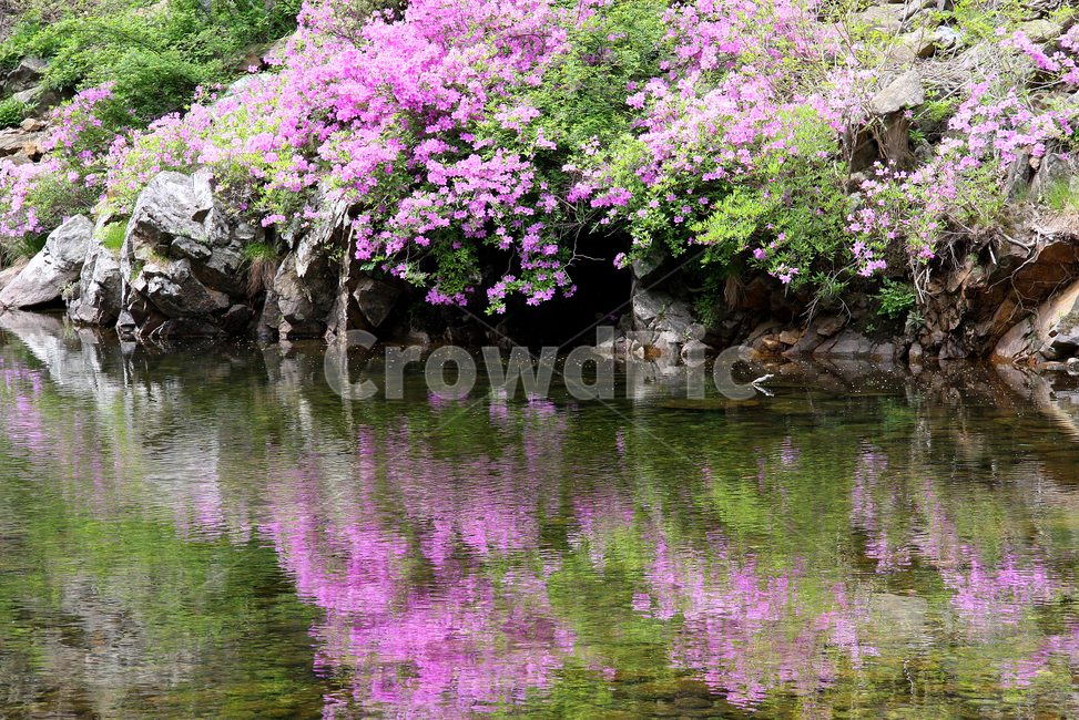 철쭉,지리산,뱀사골,계곡,봄꽃,봄빛,오월,봄,계절,spring,season,outdoors,옥외