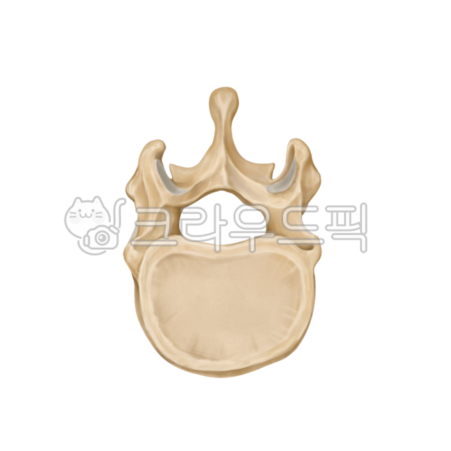 허리,허리뼈,요추,골반,갈비뼈,어깨,견갑골,척추,흉추,꼬리뼈,spine,lumbarspine,pelvic,illiac,rib,scapular,surgery,neurosurgery,orthopedic,bones,humanbones,skeleton,medicalillustration,thoracicspine