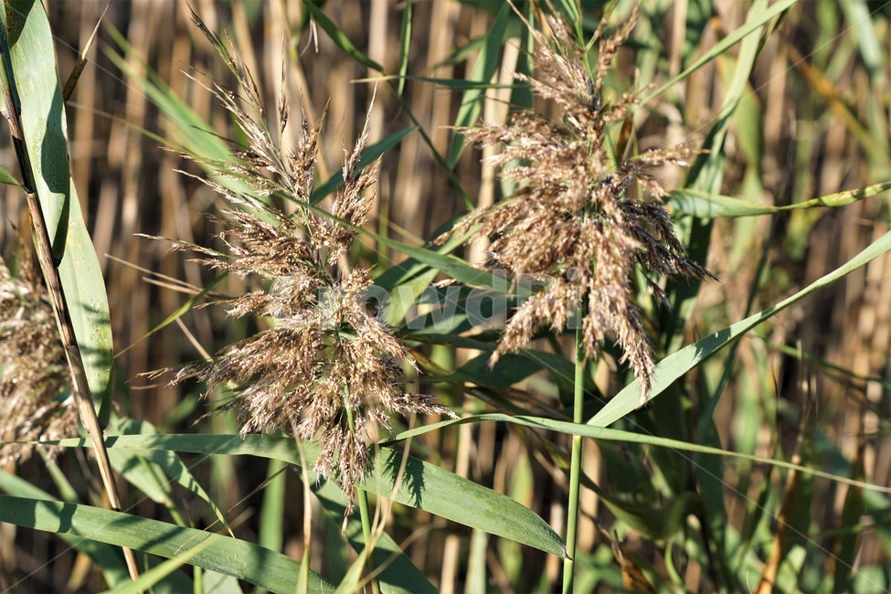 가을,갈대,자연,식물,감성,nature,fall,autumn,가을,계절,fall,autumn,season,grass,잔디,plant,lawn