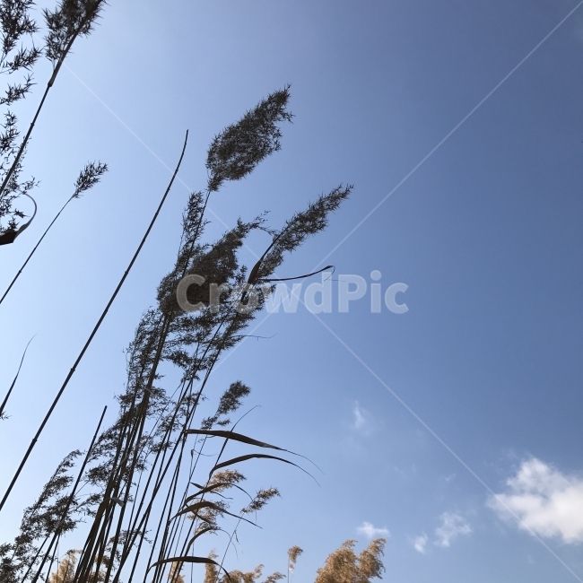 갈대,갈,북달,CARRIZO,노근,약용,갈대밭,하늘,파란하늘,구름,풍경,식물,SKY,REED,자연,식물,자연,plants,nature