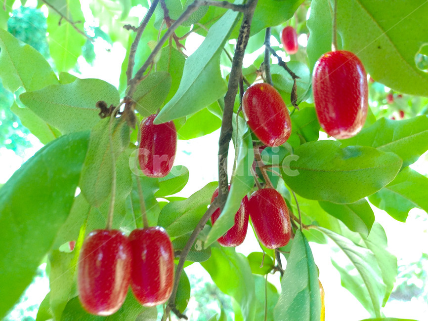 보리수,쌍떡잎식물,쐐기목,뽕나무과,상록교목,아슈바타,피팔라