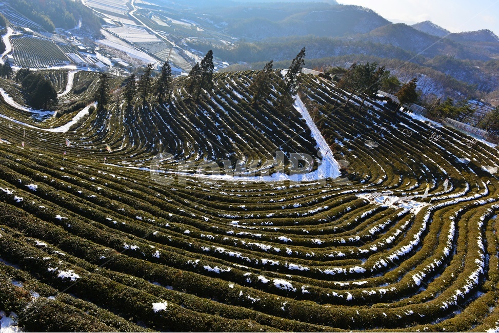 보성,봇재다원,녹차밭,봇재다원설경,설경,녹차잎,녹차,패턴,겨울,계절,눈,outdoors,옥외,nature,자연,겨울,계절,winter,season,자연,풍경,nature,landscape,한국자연풍경,한국자연경관,korea nature landscape