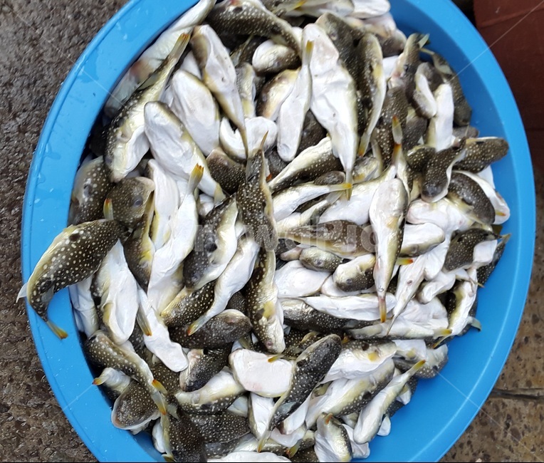 졸복,복,생선,복어,물고기,음식,식재료,요리,food,cook,meal,dishes,food reserves,수산물,해산물,fishery products,seafood