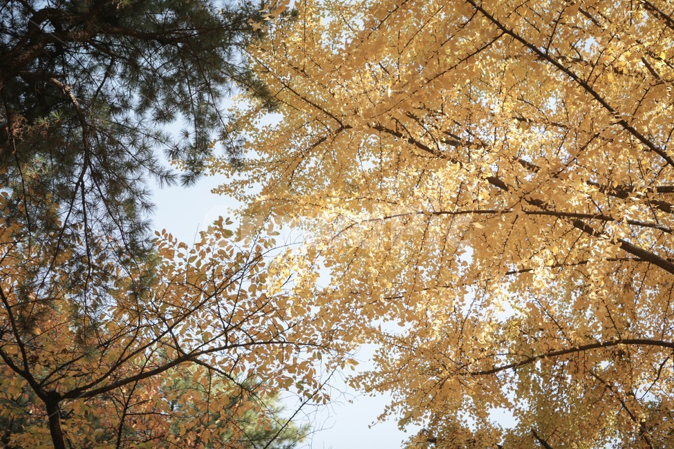 단풍,은행잎,은행나무,하늘,가을,자연,풍경,감성,감성사진,가을,계절,fall,autumn,season,tree,나무,plant,식물,tree trunk,나무 줄기,leaf,잎
