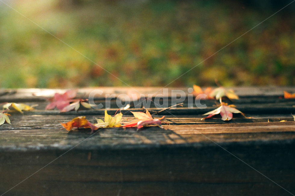 atumn,늦가을,빛,오후,낙엽,단풍,maple,벤치,야외,필름사진,filmphotography,가을,계절,fall,autumn,season,식물,자연,plants,nature