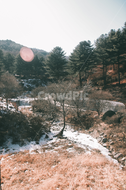 겨울,감성,필름,일상,자연,겨울,계절,winter,season