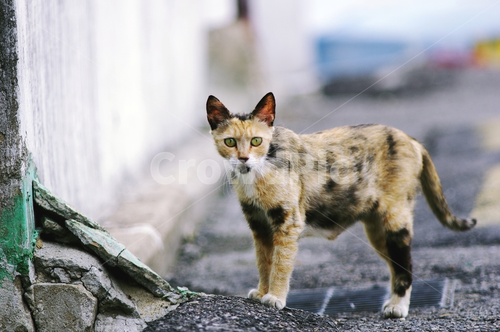 고양이,길고양이,동물,cat,감성,동물,animal,포유류,mammal,고양이,cat,kitten,kitty