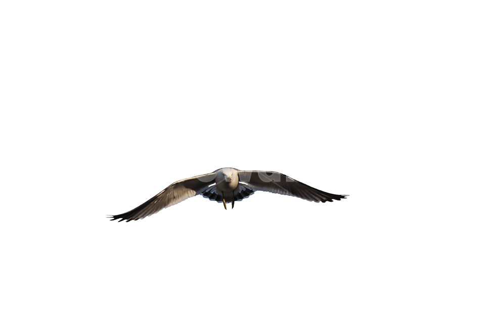 갈매기,새,조류,날개,바다,누끼,바닷가,자연,하늘,부리,동물,animal,조류,새,birds,누끼,remove background