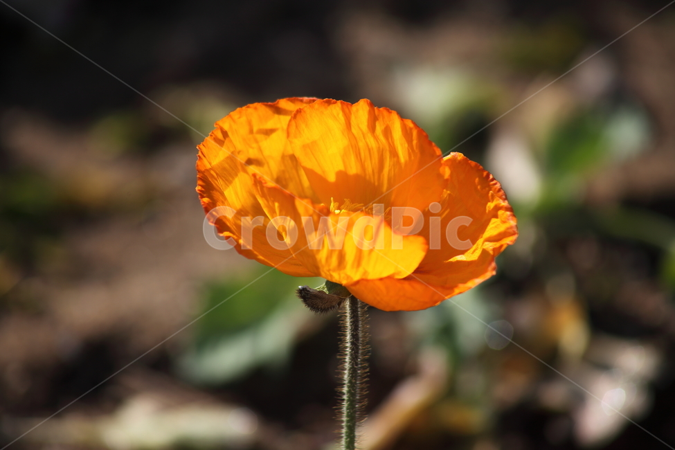 양귀비,꽃,꽃양귀비,조경용,poppy