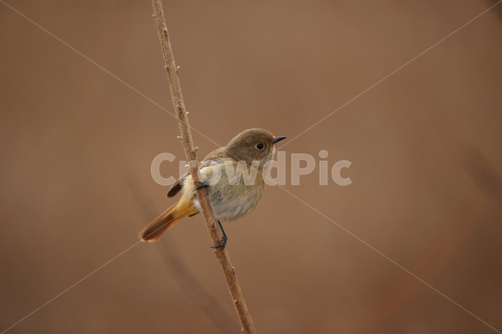 animal,동물,bird,새,딱새,동물,animal,조류,새,birds