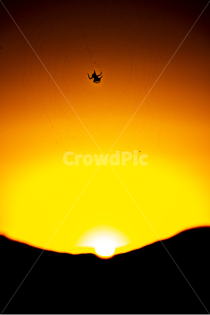 일몰,거미,곤충,거미집,석양,동물,animal,곤충,벌레,insect,bug,실루엣,그림자,silhouette,shadow