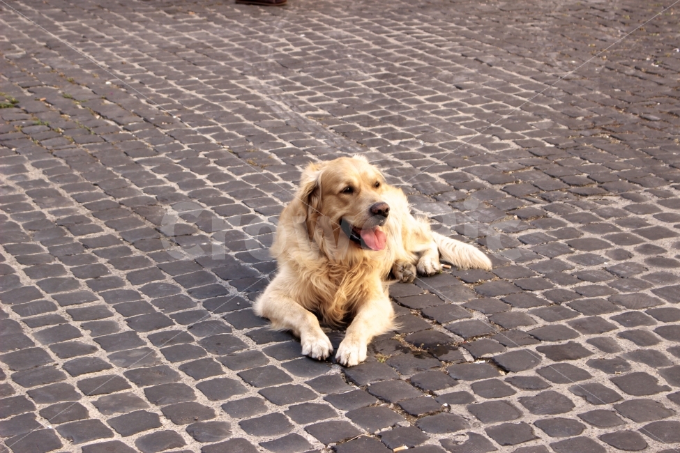 강아지,개,dog,puppy,여유로움,여유,감성사진,배경사진,평화로운,분위기,차분한,차분함,평화로움,scene,ambience,atmosphere,calm,peaceful,tranquil,still,background,동물,animal,개,강아지,dog,doggy,포유류,mammal