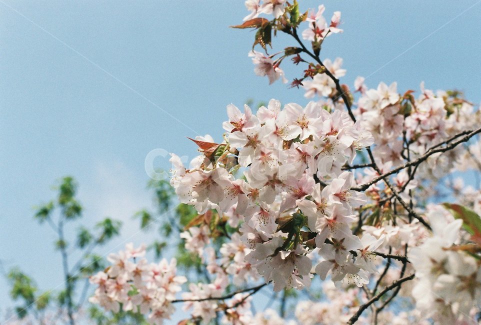 벚꽃,벚나무,cherryblossom,봄,4월,꽃,식물,자연,꽃잎,나무,sakura,spring,flower,계절,봄,계절,spring,season,식물,자연,plants,nature,꽃,flower,plant,blossom