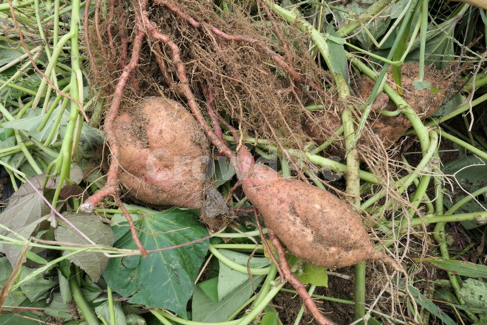 고구마,sweetpotato,농작물,농활,수확