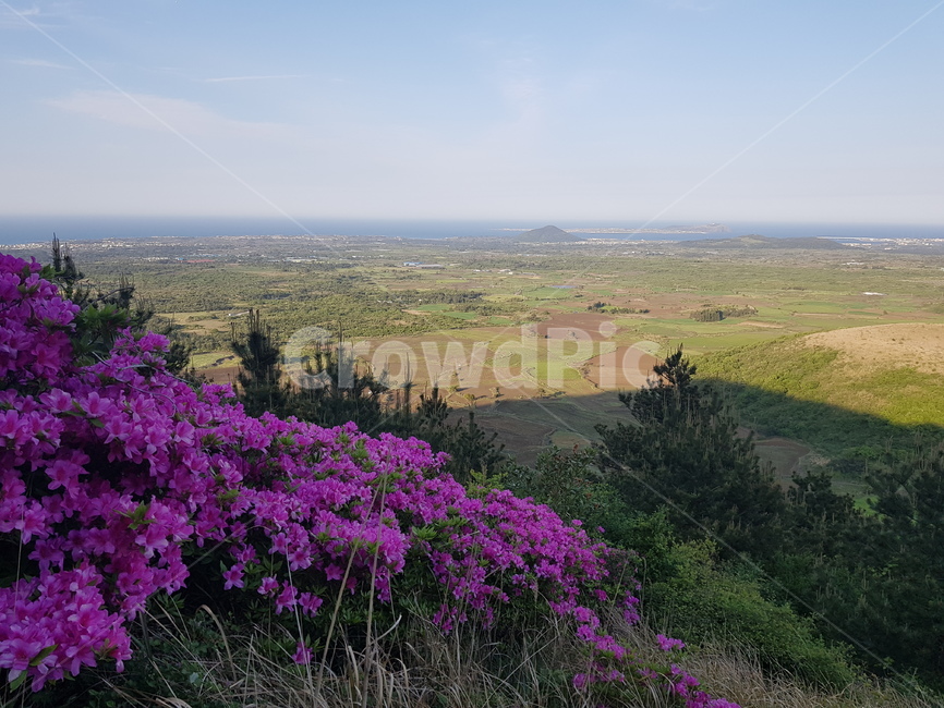 철쭉,꽃,봄꽃,자연,봄,식물,계절,flower,springflowers,풍경,오름,제주,하늘,jeju,배경