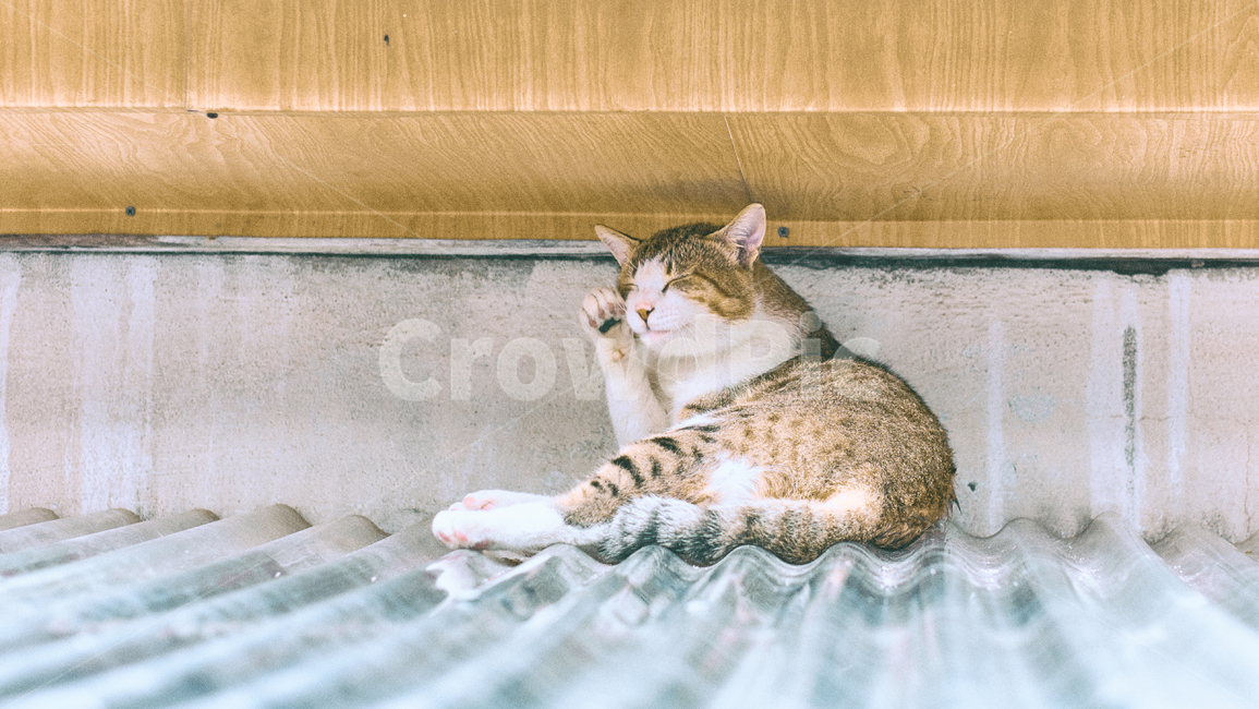 고양이,스냅,동물,필름,표정,귀여움,따뜻,온화,평화,애완동물,길고양이,휴식,잠,동물,animal,포유류,mammal,고양이,cat,kitten,kitty