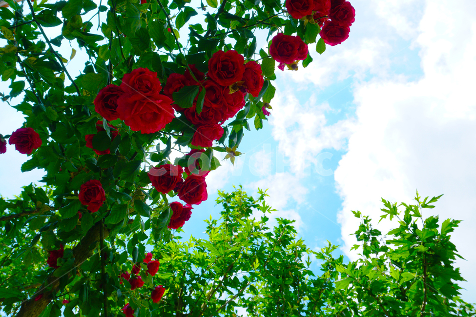 장미,꽃,자연,plant,rose,flower,blossom
