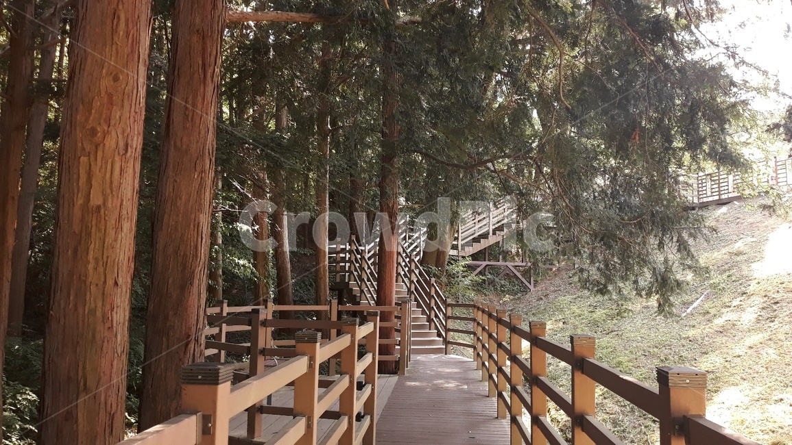 계단,자연,숲,오후,오르막길,산책길,인공적,햇살