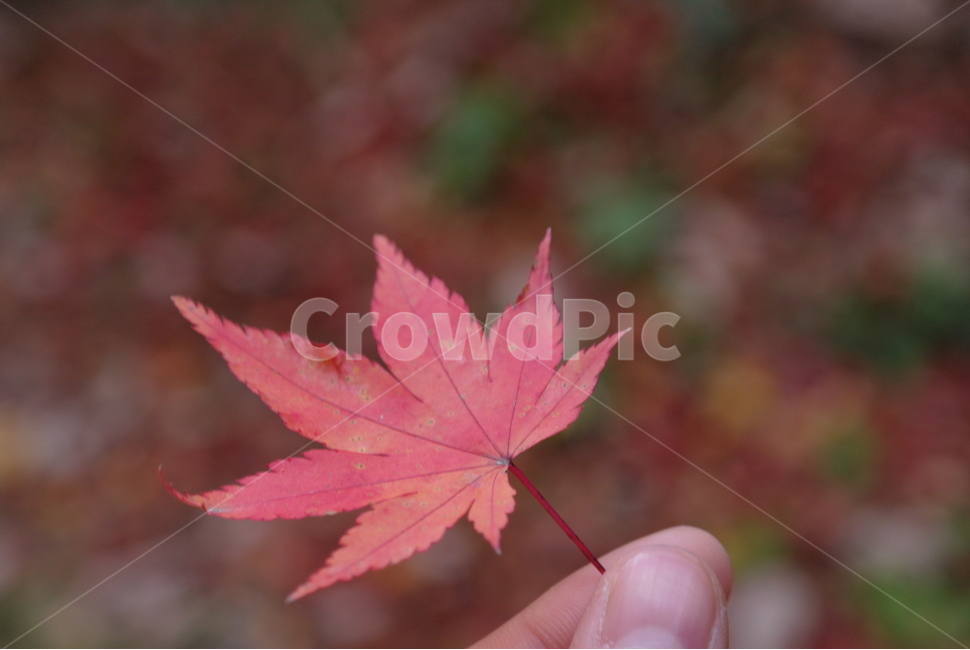 가을,단풍,낙엽,단풍잎,단풍나무,알록달록,계절,가을색,자연,잎,leaf,plant,식물,나무