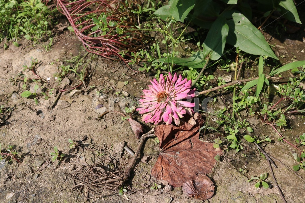 꽃,식물,자연,분홍,초록,쓸쓸,감성,flower,hana,plants,shokubutsu,nature,pink,pinku,green,midori,식물,자연,plants,nature,꽃,flower
