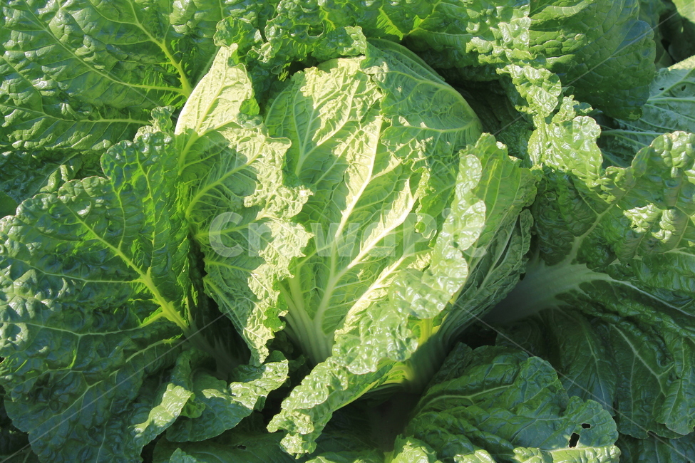 식물,배추,야채,채소,plant,cabbage,chinesecabbage,autumn,fall,가을,채소,야채,vegetables,농업,농사,agriculture,farming,farming industry