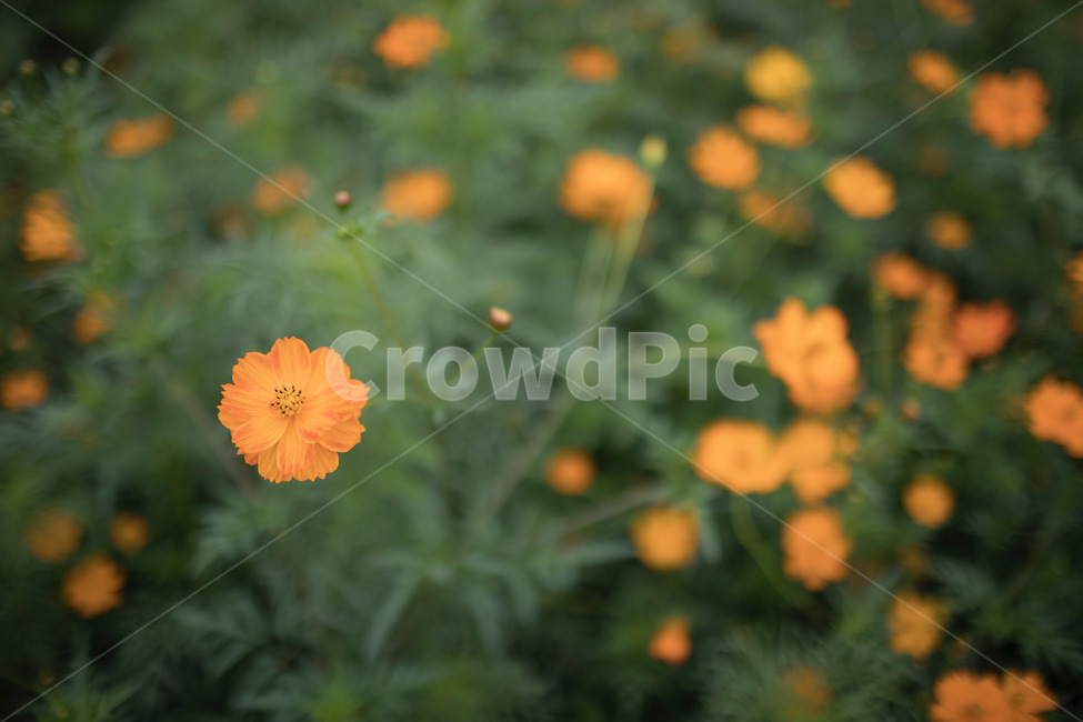 꽃,코스모스,노란색,녹색,자연,식물,풀,가을,계절,fall,autumn,season,식물,자연,plants,nature,꽃,flower,plant,geranium,제라늄,blossom