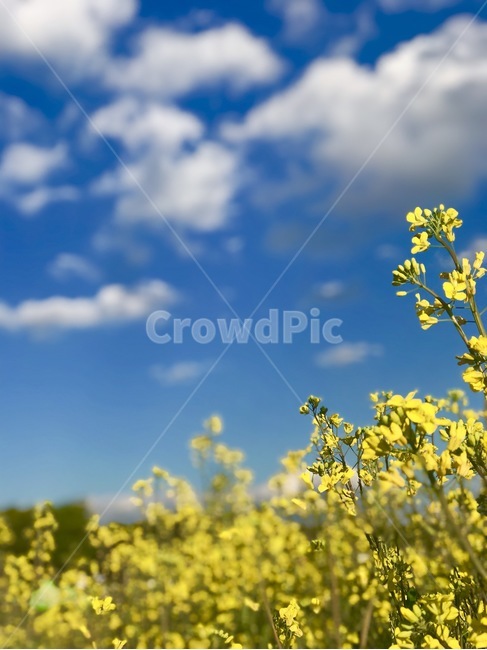 유채꽃,봄,꽃,하늘,구름,봄,계절,spring,season,식물,자연,plants,nature,꽃,flower,plant