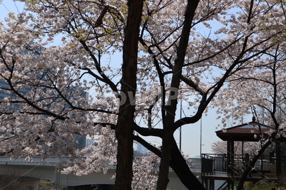 벚꽃,봄,벚꽃나무,나무,tree,plant,식물